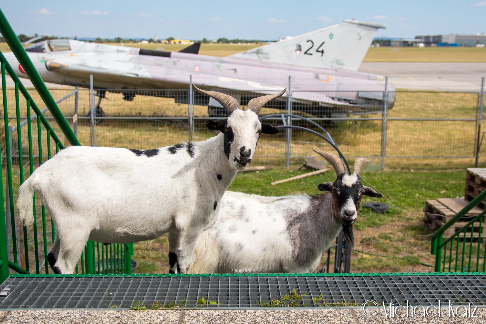 Mens vi ventet på at flyet skulle bli reparert, spiste vi lunsj med de lokale flyplassgeitene. © 2017 Michael Katz